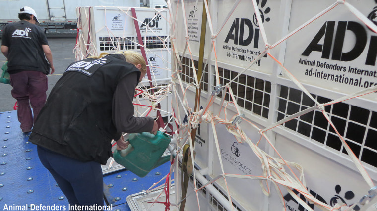 33 rescued circus lions were airlifted to Africa