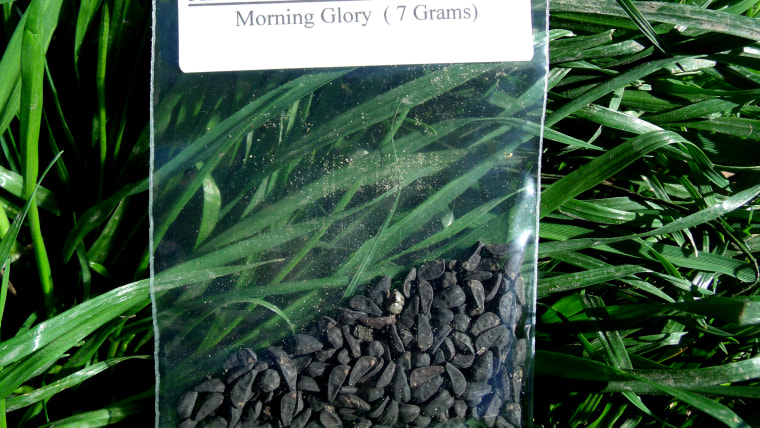 Morning glory seeds