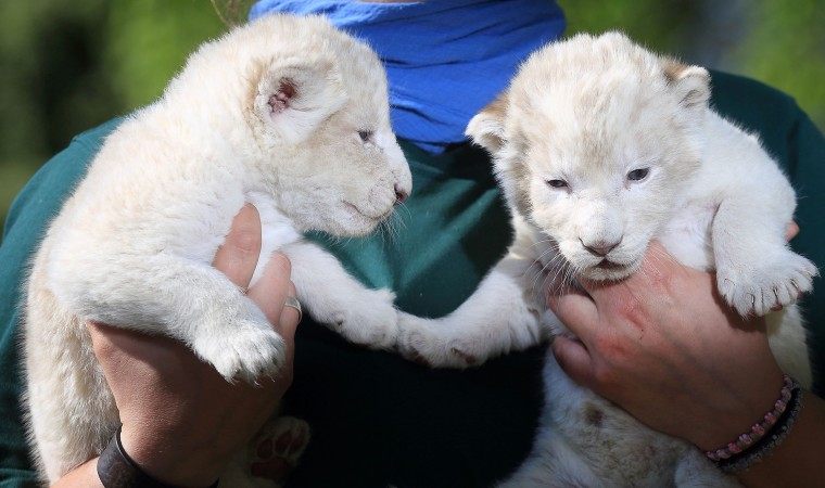 Image: GERMANY-ANIMALS-LION-CUBS