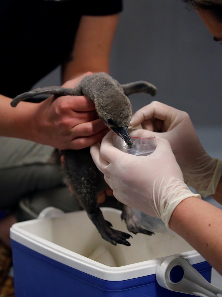 Image: A veterinarian oscults a two-week old penguin at the Paris Zoological Park in the Bois de Vincennes east of Paris