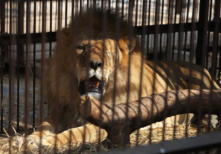 Image: A former circus lion who's missing an eye, rests inside a cage at a temporary refuge in the outskirts of Lima