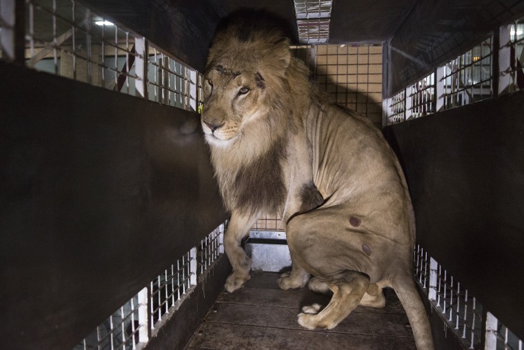 Image: Thirty Three Former Circus Lions Are Airlifted Back To South African Sanctuary