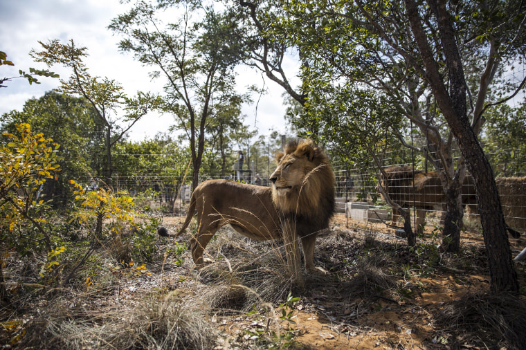 Image: One of the lions enjoys his new enclosure at the Emoya Big Cat Sanctuary