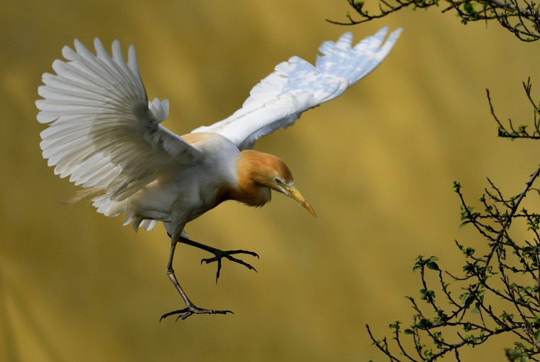 Image: Egret's breeding habitat in Guwahati