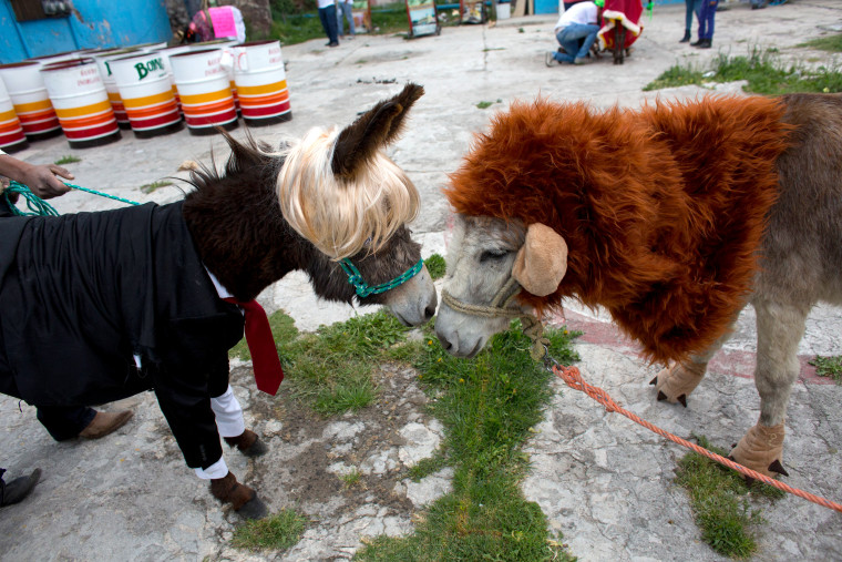 Image: Mexico Donkey Fair