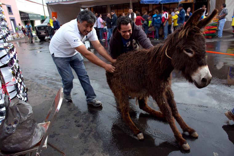 Image: Mexico Donkey Fair