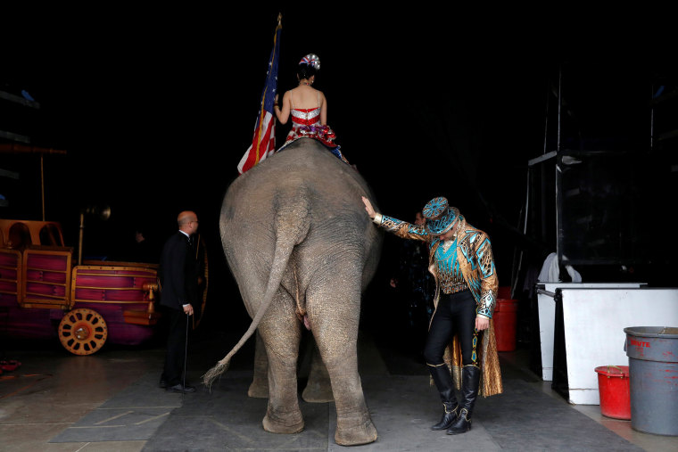 Image: Ringmaster David Shipman pauses as a performing elephant prepares to enter the arena for Ringling Bros and Barnum & Bailey Circus' \"Circus Extreme\" show at the Mohegan Sun Arena at Casey Plaza in Wilkes-Barre, Pennsylvania, U.S.