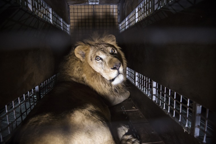 Image: A crate carrying one of the 33 Lions rescued from circuses in Peru and Columbia is lifted onto the back of a truck