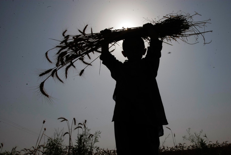 Image: A Pakistani boy carries wheat crop in a field in Peshawar, Pakistan