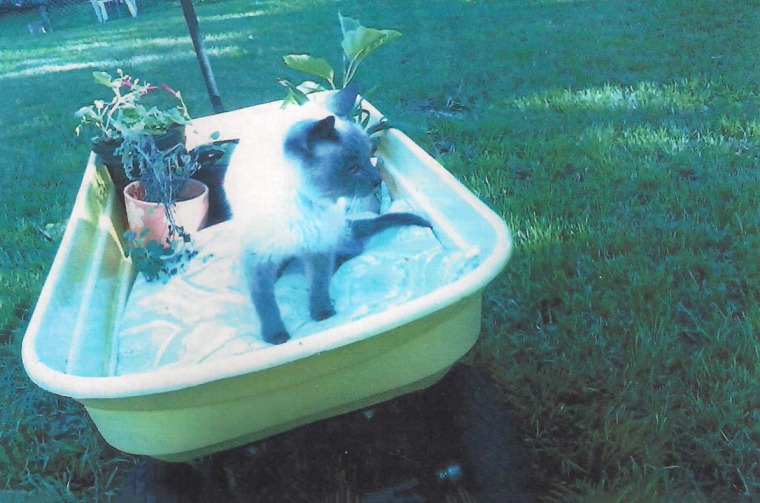 World's Oldest cat relaxing in summer