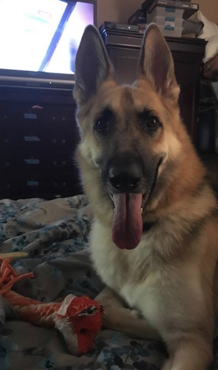 Haus, a rescue dog, saved a little girl from a rattlesnake bite