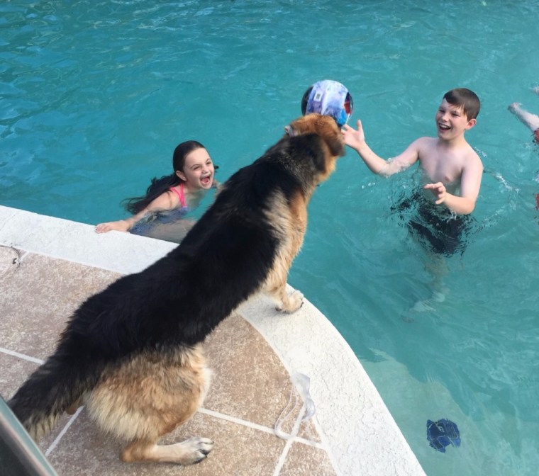 Haus the dog plays with the DeLuca kids