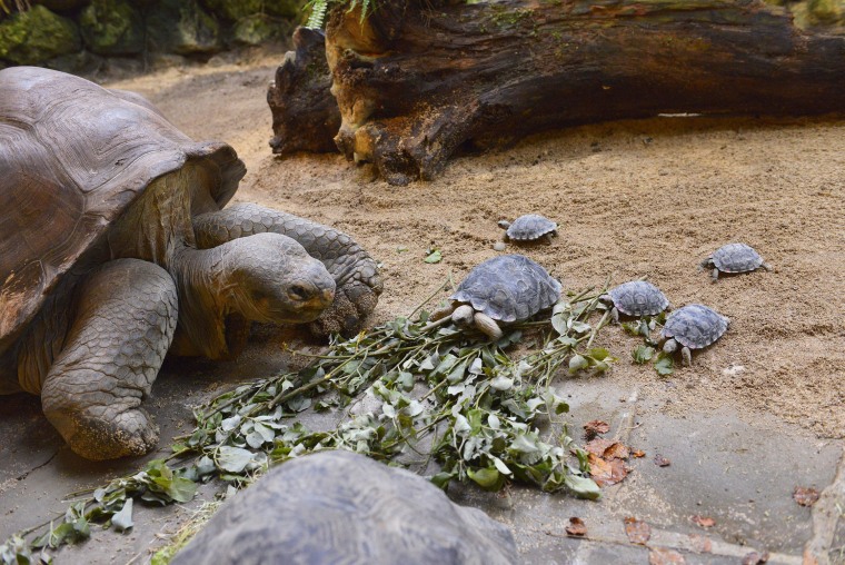 Image: Jumbo alongside some of his offspring