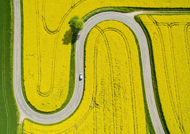 Image: A car makes its way on a road through flowering canola fields