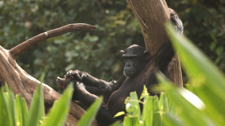 Today the "Aketi five" orphaned chimpanzees are among another 135 well-taken care of Primates at the Lwiro Sanctuary in the Congo.