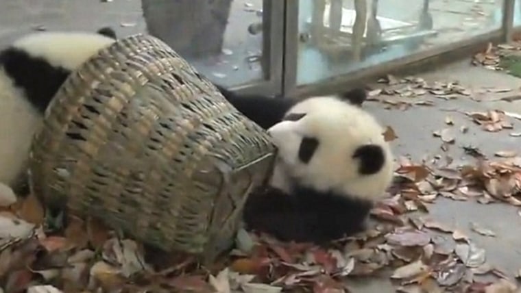 Panda cubs battle over basket of leaves.