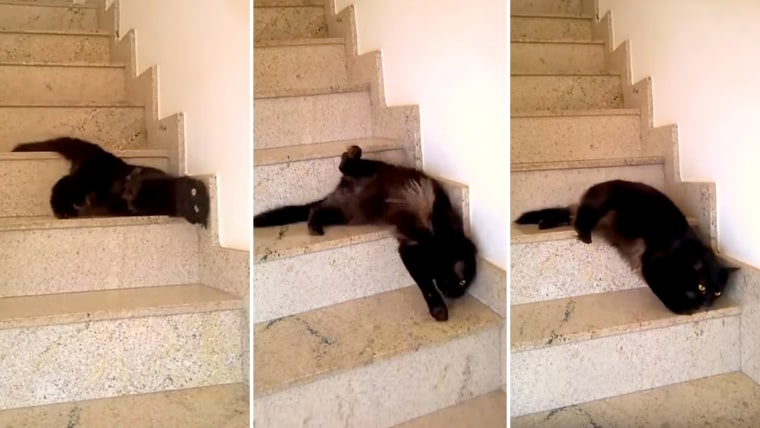 Cat walking down the steps