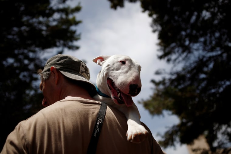 Image: A man holds his Miniature Bull Terrier dog during an international dog exhibition