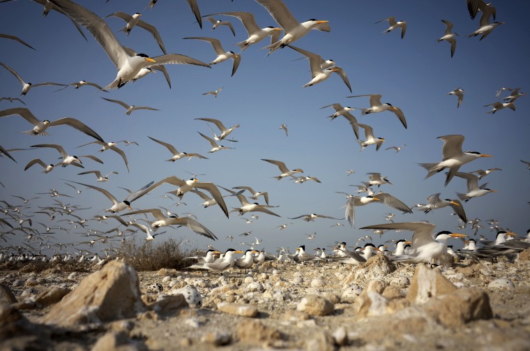 Image: BAHRAIN-ANIMALS-BIRDS