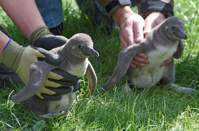Image: Penguin offspring at Tierpark Sababurg