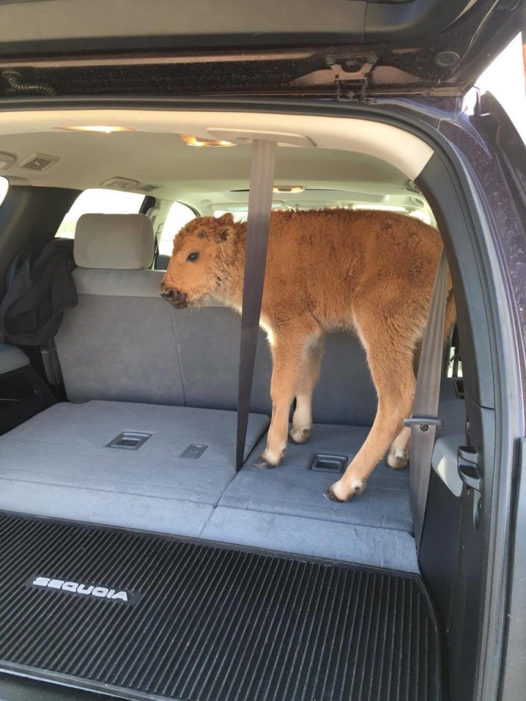 IMAGE: Bison calf in SUV