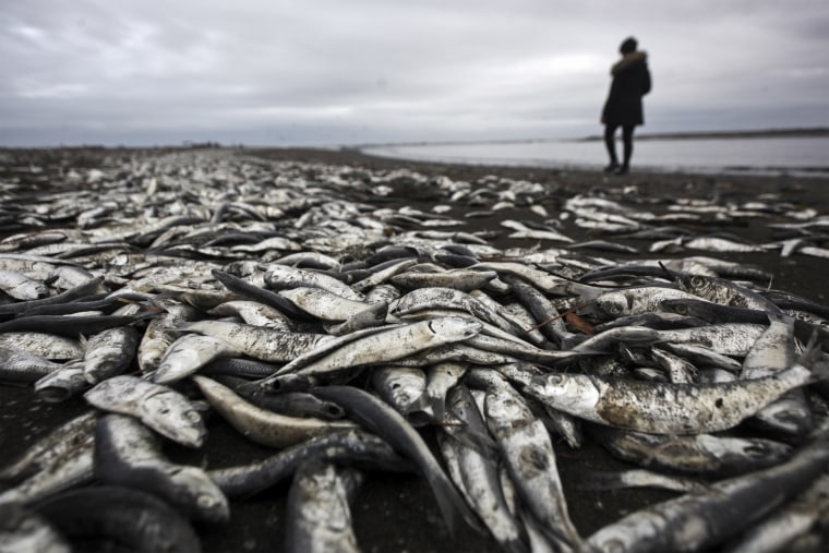 A woman walks on a beach blanketed with dead sardines in Tolten, Temuco, Chile.