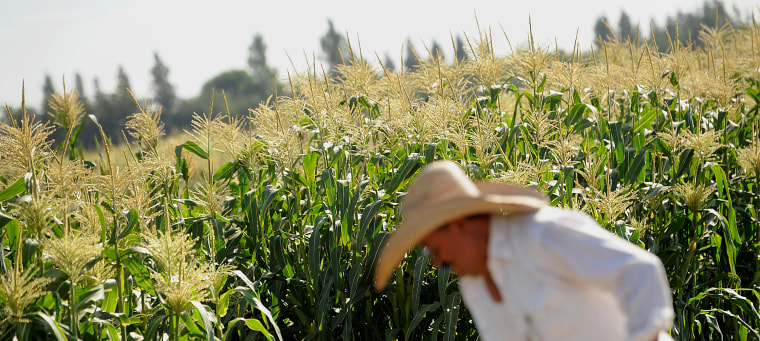 Inside A Monsanto Vegetable Research Facility