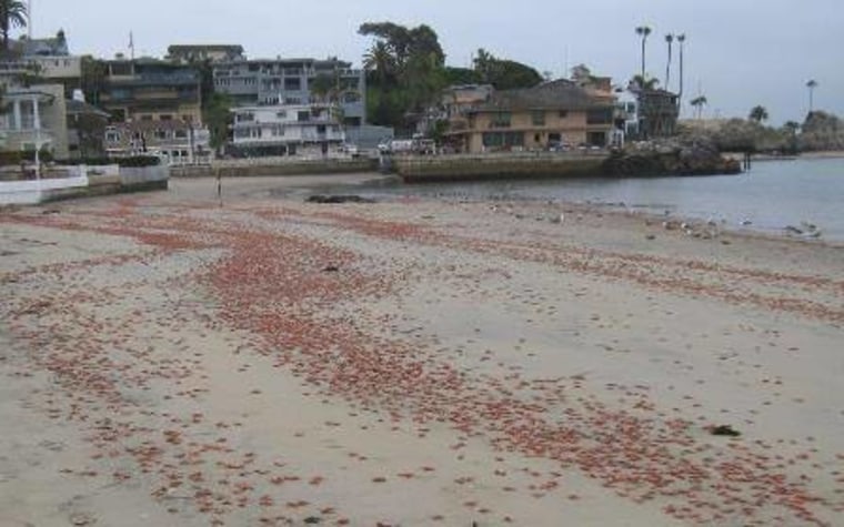 IMAGE: Red crabs on beach