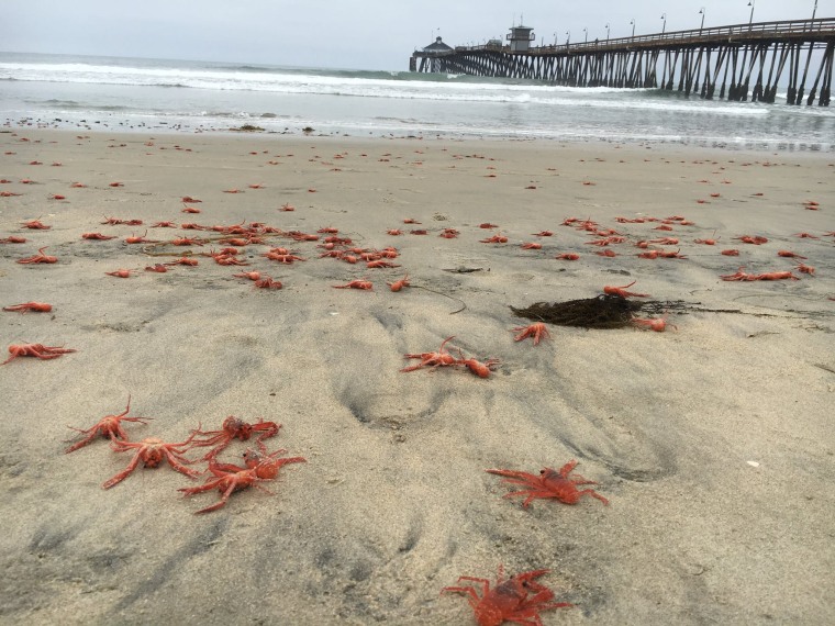 IMAGE: Red crabs on Imperial Beach