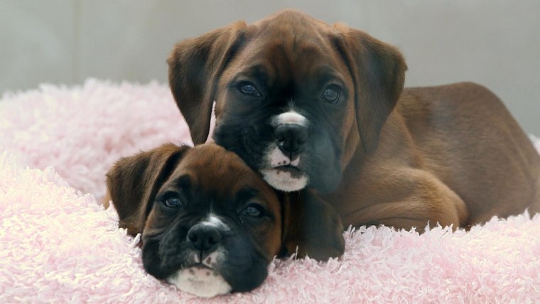 Two boxer puppies that were both cloned from DNA taken from an English family's dog.