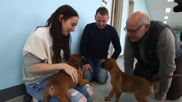 Harry Smith with Laura Jacques and Richard Remde as they greet their two boxer puppies cloned from Laura's beloved dog Dylan.