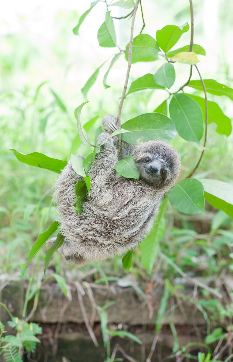 Sloth