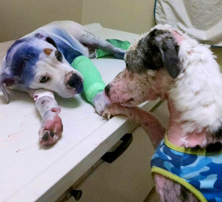 Dog comforts another dog in shelter.