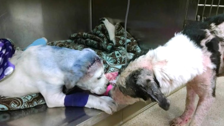 Dog comforts another dog in shelter.