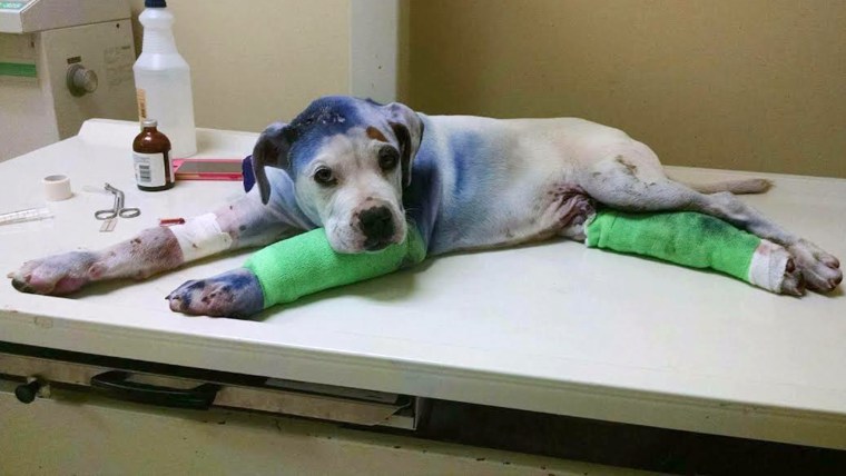 When Sammie was first taken in by the shelter, he was in bad shape — he had been shot in the head, dragged behind a car and spray-painted, leaving his one of his front legs in need of a skin graft and one of his back legs crushed.