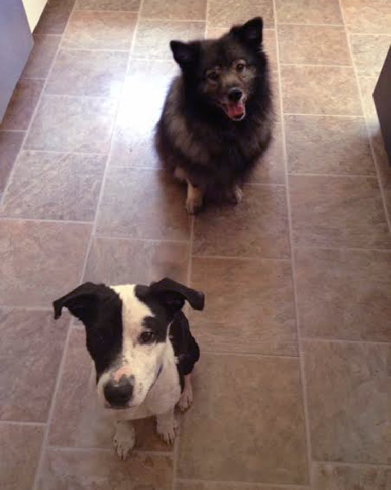 Dog comforts another dog in shelter.