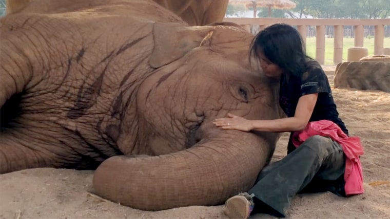 Watch this elephant fall asleep when caretaker sings it a sweet lullaby