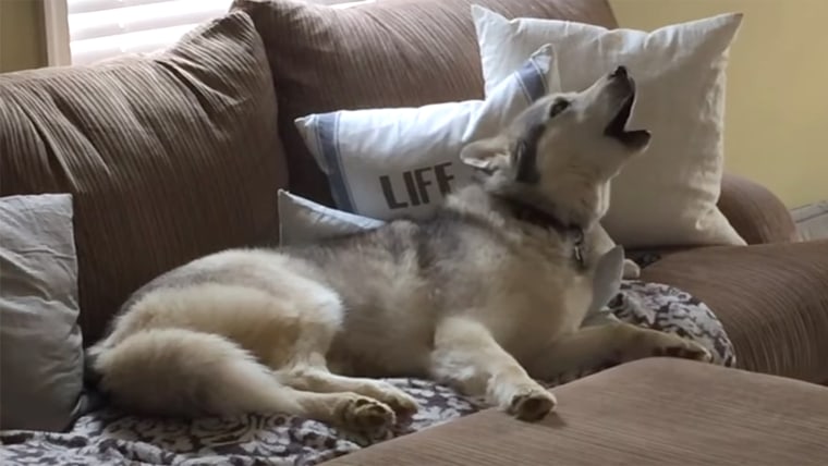 Stubborn Husky is a lazy couch potato