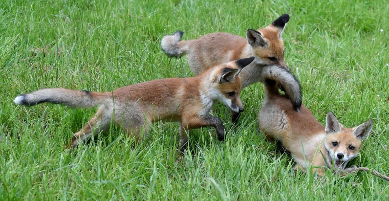 Image: GERMANY-ANIMALS-FOX