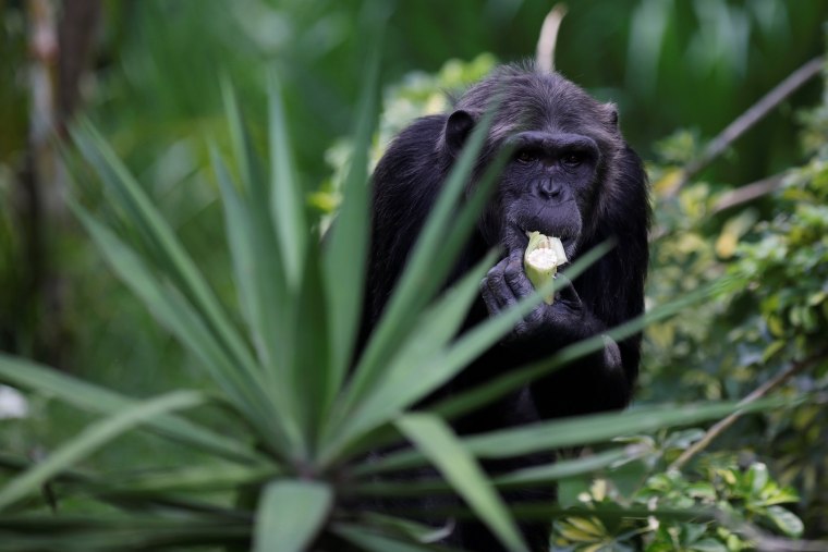 Image: Chimpanzee, donated by Sweden's Kolmarden Wildlife Park, eats a corn cob at its new enclosure at the Aurora zoo in Guatemala City