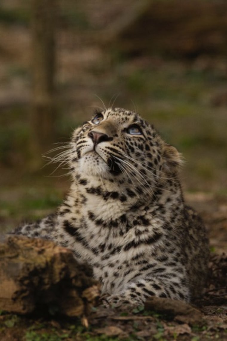 Image: Simbad the Persian leopard