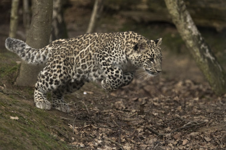 Image: A leopard in the Sochi leopard center.