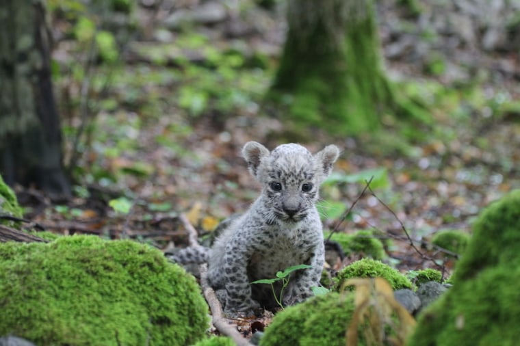 Image: Persian leopard cub