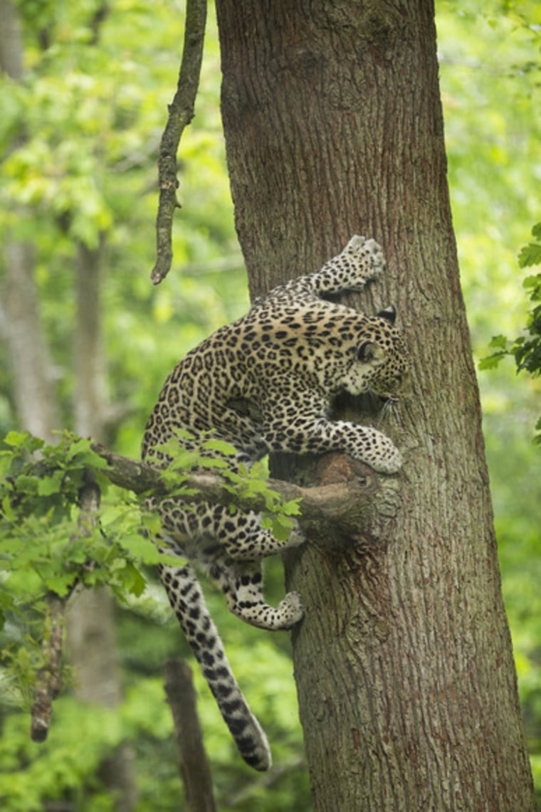 Image: A Persian leopard in a tree