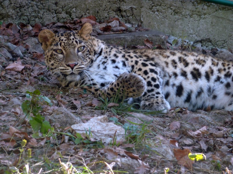 Image: A Persian leopard