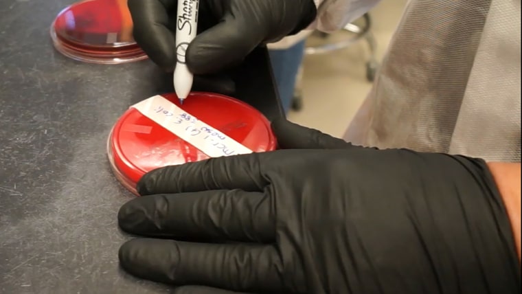 A team at the Walter Reed Army Institute for Research identified a strain of E coli from a Pennsylvania woman that carries a much-feared gene called mcr-1 that turns bacteria into "superbugs. Here, a lab worker tests some of the sample.