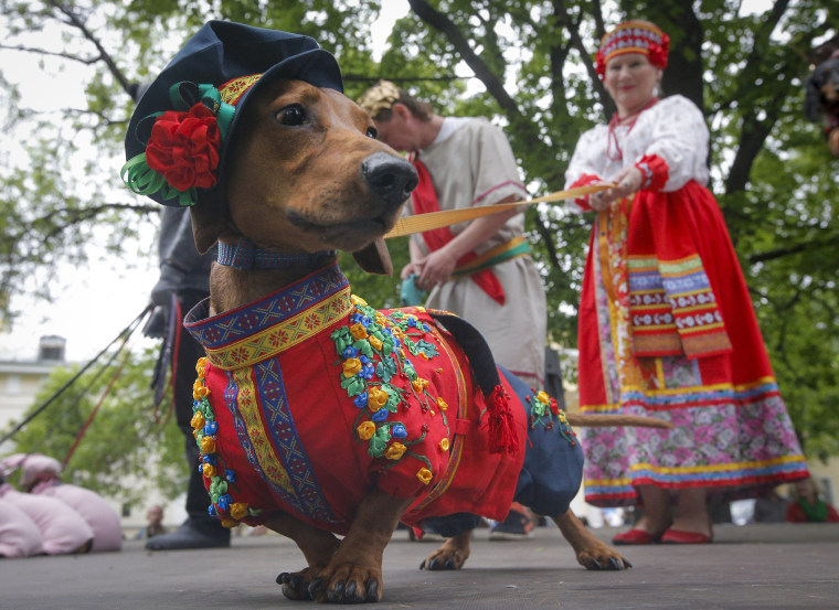 Image: A woman walks with her dachshund dressed in a Russian folk costume