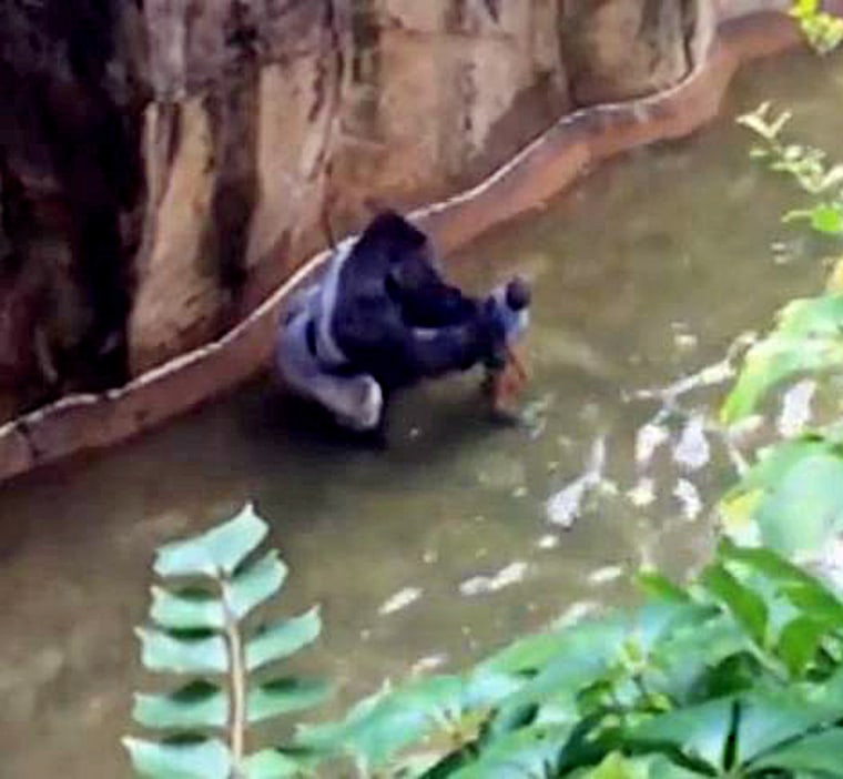 Onlookers captured footage of the gorilla handling the child.