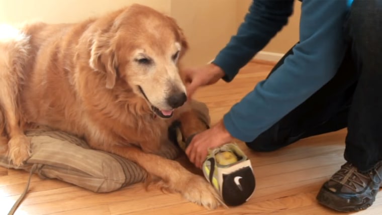 Dog with prosthetic leg