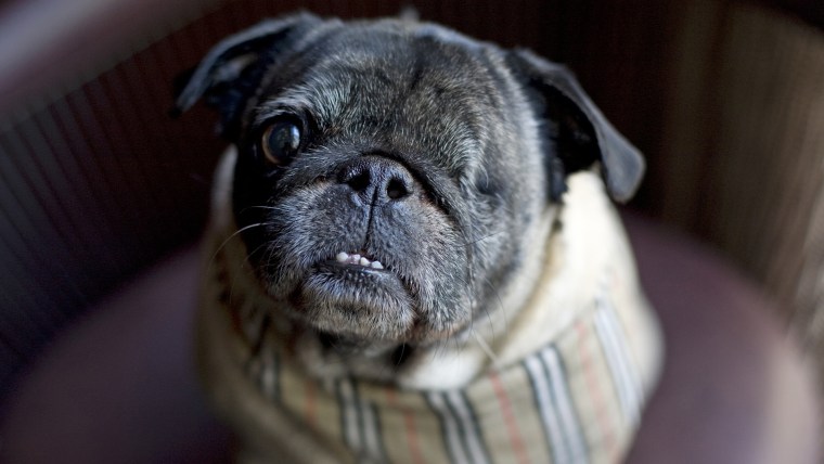 pug, park hyatt chicago